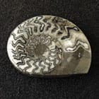 ws_mollusca_cephalopoda_fossil_specimens_140.jpg ws_mollusca_cephalopoda_fossil_specimens_140.jpg