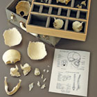 ws_natural_bone_skeletons_140.jpg ws_natural_bone_skeletons_140.jpg