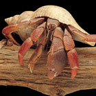 ws_organisms_140.jpg ws_organisms_140.jpg