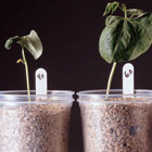 ws_plant_biology_lab_activities_140.jpg ws_plant_biology_lab_activities_140.jpg