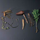 ws_plant_collections_140.jpg ws_plant_collections_140.jpg