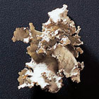 ws_plant_fungi_preserved_specimens_140.jpg ws_plant_fungi_preserved_specimens_140.jpg