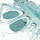 plant_microscope_slides plant_microscope_slides