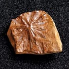 ws_plantae_tracheophyta_fossil_specimens_140.jpg ws_plantae_tracheophyta_fossil_specimens_140.jpg