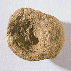 ws_porifera_fossil_specimens_140.jpg ws_porifera_fossil_specimens_140.jpg
