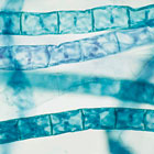 protist_microscope_slides protist_microscope_slides