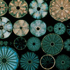 ws_protist_preserved_specimens_140.jpg ws_protist_preserved_specimens_140.jpg