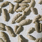 ws_protista_fossil_specimens_140.jpg ws_protista_fossil_specimens_140.jpg