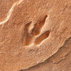 ws_reptilia_fossil_specimens_140.jpg ws_reptilia_fossil_specimens_140.jpg