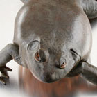 ws_vertebrate_preserved_specimens_140.jpg ws_vertebrate_preserved_specimens_140.jpg